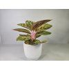 Aglaonema Grand Blossom