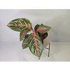 Aglaonema Red Peacock