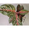 Aglaonema Red Peacock