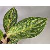 Aglaonema Sparkling Sarah