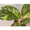 Aglaonema Sparkling Sarah
