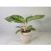 Aglaonema Sparkling Sarah