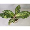 Aglaonema Sparkling Sarah