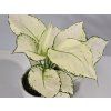 Aglaonema White Joy