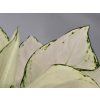 Aglaonema White Joy