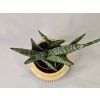 Baby Sansevieria Cylindrica 'Bonsel'
