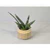 Baby Sansevieria Cylindrica 'Bonsel'