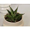 Baby Sansevieria Ehrenbergii "Samurai"