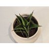 Baby Sansevieria Ehrenbergii "Samurai"