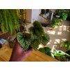 Begonia masoniana