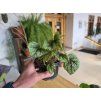 Begonia masoniana