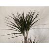 Dracaena marginata ‘Magenta’ – 3 kmene 120 cm