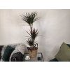 Dracaena marginata ‘Magenta’ – 3 kmene 120 cm