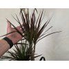 Dracaena marginata ‘Magenta’ – 3 kmene 120 cm