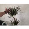 Dracaena marginata ‘Magenta’ – 3 kmene 120 cm