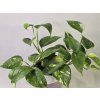 Epipremnum Aureum