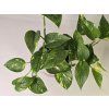Epipremnum Aureum