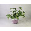 Epipremnum Aureum