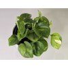Epipremnum ‘Global Green’