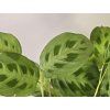 Maranta kerchoveana (Modlivka)