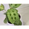 Maranta kerchoveana (Modlivka)
