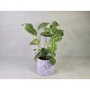 Maranta kerchoveana (Modlivka)