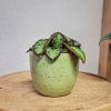 Episcia 'Silver Shield'