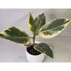 Ficus Elastica 'Tineke'