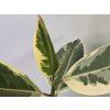 Ficus Elastica 'Tineke'