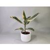 Ficus Elastica 'Tineke'