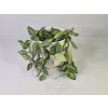 Hoya "DS 70"