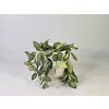 Hoya "DS 70"