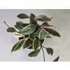 Hoya Carnosa Tricolor