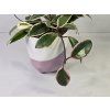 Hoya Carnosa Tricolor