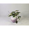 Hoya Carnosa Tricolor