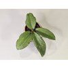 Baby Hoya Erythrina