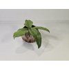Baby Hoya Erythrina