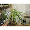 Chlorophytum comosum