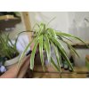 Chlorophytum comosum
