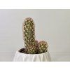 Mammillaria Elongata