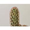 Mammillaria Elongata