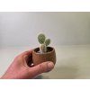 Opuntia microdasys var. albispina