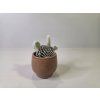 Opuntia microdasys var. albispina