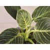 Philodendron White Measure