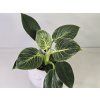 Philodendron White Measure