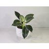 Philodendron White Measure