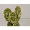 Opuntia microdasys var. pallida