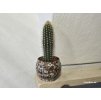 Pachycereus pringlei