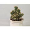 Cereus jamacaru var. monstrosus