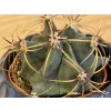 Ferocactus histrix